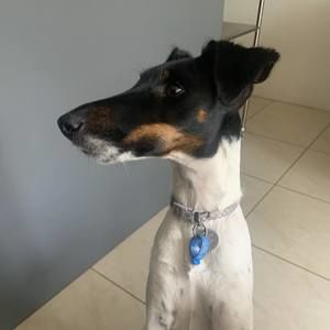 Meet your Posher, Tara